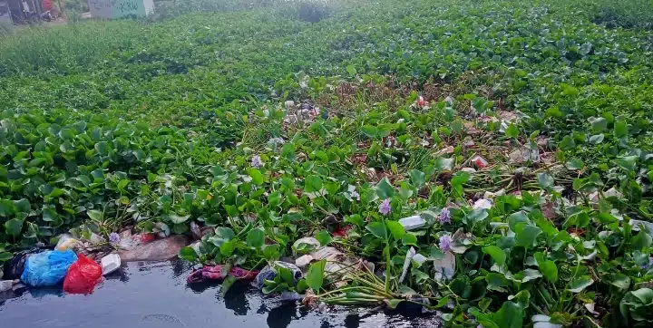 Warga dan Polisi Bersihkan Eceng Gondok di Saluran Air Cidempet Indramayu Warga dan Polisi Bersihkan Eceng Gondok di Saluran Air Cidempet Indramayu