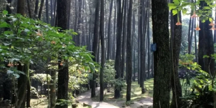 Hutan Kota UI: Menikmati Udara Segar Dan Trekking Di Paru-Paru Kota Depok Yang Asri Hutan Kota UI: Menikmati Udara Segar Dan Trekking Di Paru-Paru Kota Depok Yang Asri