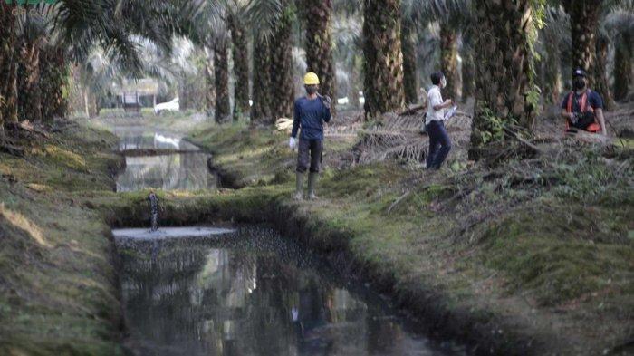 Kami Terkejut, Dinas Pertanian Sebut Kebun Sawit di Cigobang Cirebon Tiba-Tiba Ada
