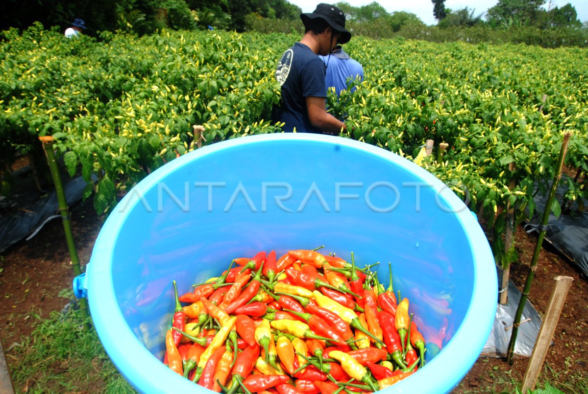 Produksi hortikultura Kuningan melonjak pada 2025, cabai rawit dan tomat tumbuh pesat Produksi hortikultura Kuningan melonjak pada 2025, cabai rawit dan tomat tumbuh pesat