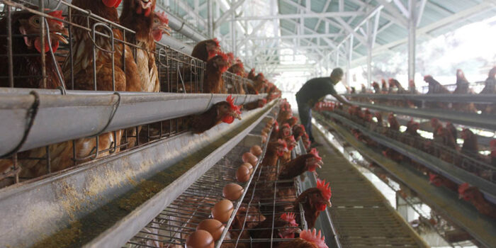 H-3 Ramadan, Harga Ayam Naik 10% di Cirebon H-3 Ramadan, Harga Ayam Naik 10% di Cirebon