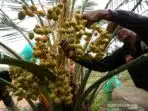 Teknik Unik Panen Kurma Merah Cina, Petani Pukul Pohon untuk Rontokkan Buah Jujube Teknik Unik Panen Kurma Merah Cina, Petani Pukul Pohon untuk Rontokkan Buah Jujube