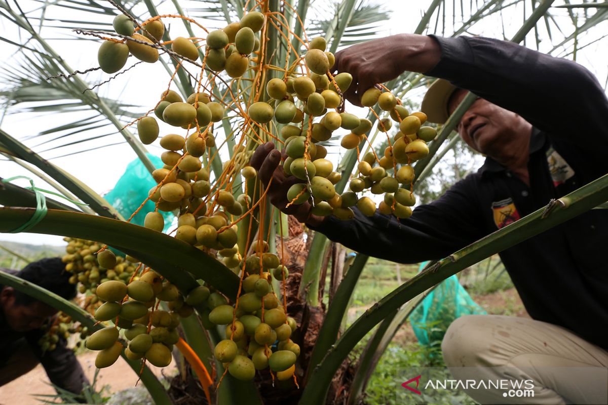 Teknik Unik Panen Kurma Merah Cina, Petani Pukul Pohon untuk Rontokkan Buah Jujube Teknik Unik Panen Kurma Merah Cina, Petani Pukul Pohon untuk Rontokkan Buah Jujube