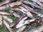 Penyakit Mematikan Bikin Ikan Dewa di Kuningan pada mati