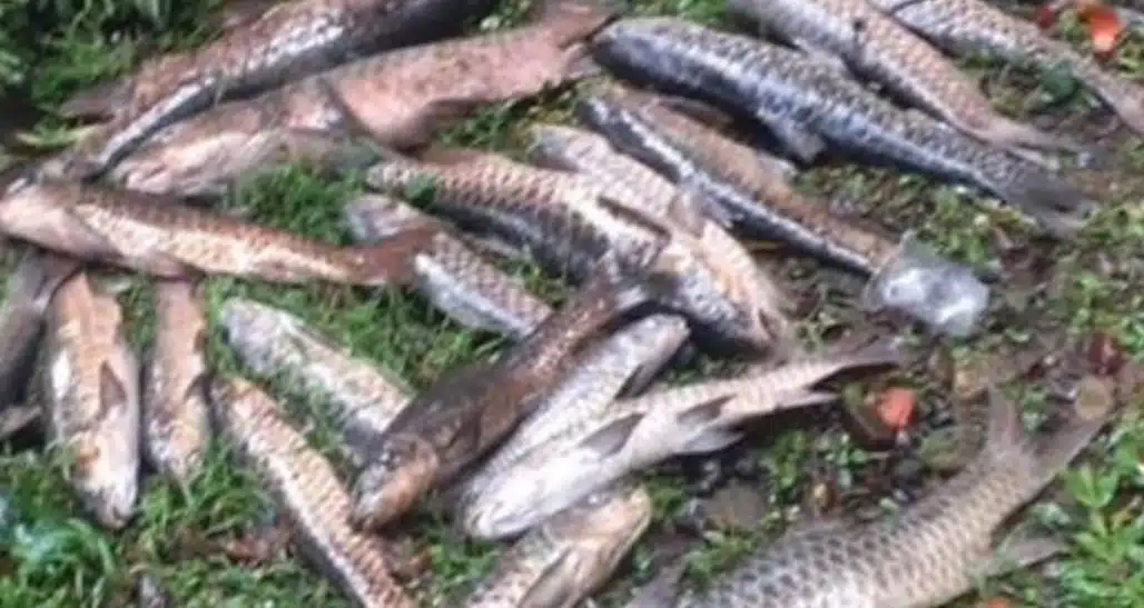 Penyakit Mematikan Bikin Ikan Dewa di Kuningan pada mati Penyakit Mematikan Bikin Ikan Dewa di Kuningan pada mati