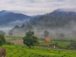 Perkebunan Teh Rancabali Di Bandung Perkebunan Teh Rancabali Di Bandung