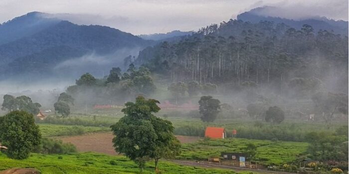 Perkebunan Teh Rancabali Di Bandung Perkebunan Teh Rancabali Di Bandung