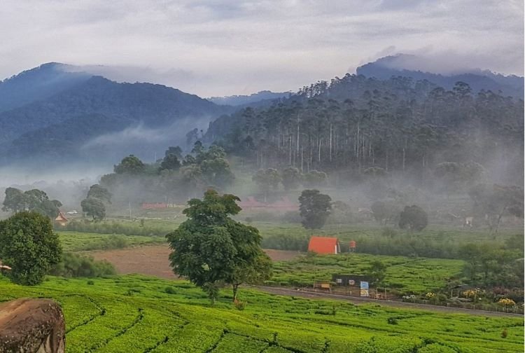 Perkebunan Teh Rancabali Di Bandung