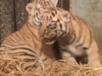 Anak Harimau Benggala di Bandung Zoo Meninggal, DPRD Soroti Kelalaian Anak Harimau Benggala di Bandung Zoo Meninggal, DPRD Soroti Kelalaian