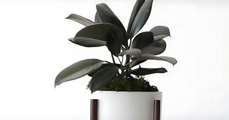 11 Tanaman Dalam Ruangan yang Bisa Hidup Lebih dari 50 Tahun, Termasuk Kaktus 11 Tanaman Dalam Ruangan yang Bisa Hidup Lebih dari 50 Tahun, Termasuk Kaktus