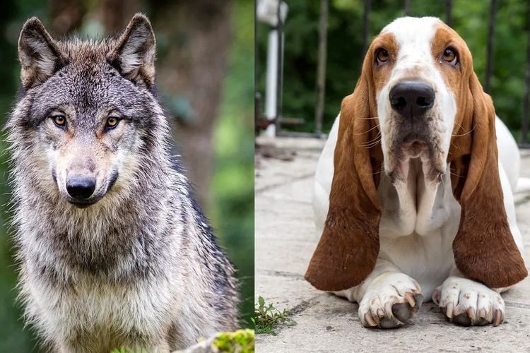 Mengapa hewan liar memiliki telinga tegak? Mengapa hewan liar memiliki telinga tegak?