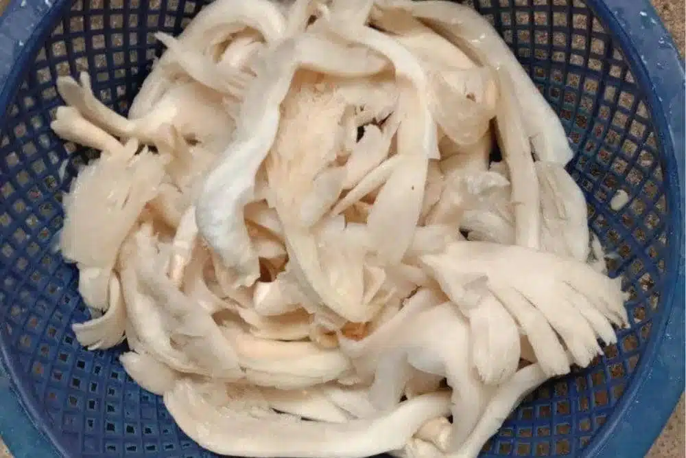 Resep Tumis Jamur Tiram Sederhana dan Lezat Resep Tumis Jamur Tiram Sederhana dan Lezat