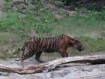 Dedi Mulyadi Turun Tangan Usai Dua Harimau Mati di Kebun Binatang Bandung Dedi Mulyadi Turun Tangan Usai Dua Harimau Mati di Kebun Binatang Bandung
