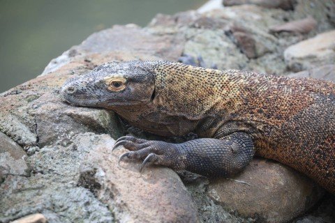 Indonesia Kirim 2 Komodo ke Jepang, Dibalas Jerapah dan Panda Merah Indonesia Kirim 2 Komodo ke Jepang, Dibalas Jerapah dan Panda Merah