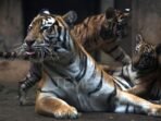 Harimau Mati di Kebun Binatang Bandung Meningkat Harimau Mati di Kebun Binatang Bandung Meningkat