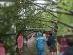 Pohon Beringin Tumbang di Jonggol, Petugas BPBD Kewalahan Hadapi Cuaca Buruk Pohon Beringin Tumbang di Jonggol, Petugas BPBD Kewalahan Hadapi Cuaca Buruk