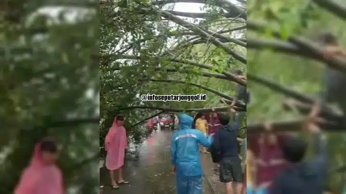 Pohon Beringin Tumbang di Jonggol, Petugas BPBD Kewalahan Hadapi Cuaca Buruk Pohon Beringin Tumbang di Jonggol, Petugas BPBD Kewalahan Hadapi Cuaca Buruk