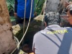Detik-detik Penyelamatan Sapi Terjebak Sungai, Damkar: Sapi Diduga Tidur Detik-detik Penyelamatan Sapi Terjebak Sungai, Damkar: Sapi Diduga Tidur