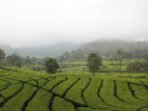 Perkebunan Teh Rancabali Bandung Perkebunan Teh Rancabali Bandung