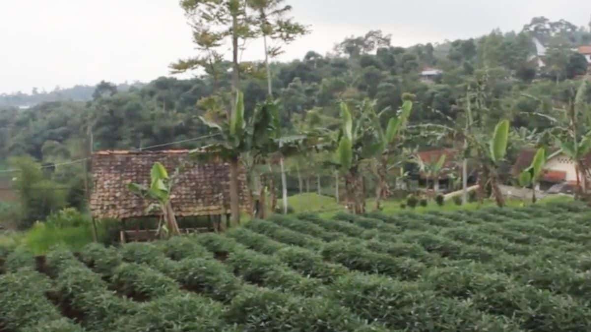 Destinasi wisata populer Sumedang 2026 untuk liburan akhir pekan bersama keluarga Destinasi wisata populer Sumedang 2026 untuk liburan akhir pekan bersama keluarga