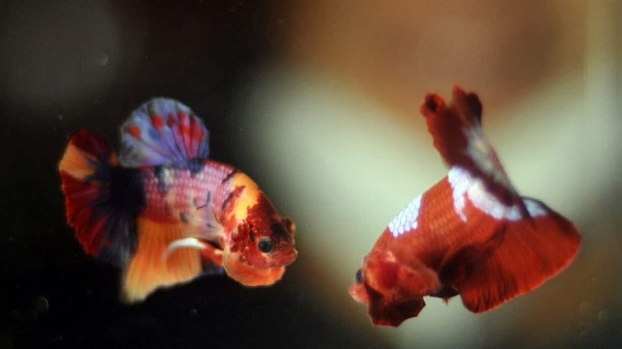 1.310 Ikan Cupang Ikut Kontes dengan Hadiah Rp50 Juta di Depok, Juri Malaysia Turun Tangan 1.310 Ikan Cupang Ikut Kontes dengan Hadiah Rp50 Juta di Depok, Juri Malaysia Turun Tangan