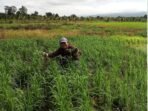 Mapag Sri: Saat Sawah Menyemai Syukur dan Ketahanan Desa di Majalengka Mapag Sri: Saat Sawah Menyemai Syukur dan Ketahanan Desa di Majalengka