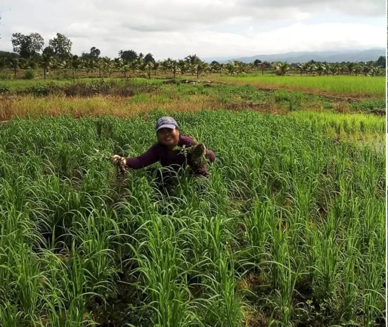 Mapag Sri: Saat Sawah Menyemai Syukur dan Ketahanan Desa di Majalengka Mapag Sri: Saat Sawah Menyemai Syukur dan Ketahanan Desa di Majalengka