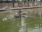 Pemkot Bogor rencanakan musnahkan ikan sapu-sapu di Sungai Ciliwung dengan cara syariah Pemkot Bogor rencanakan musnahkan ikan sapu-sapu di Sungai Ciliwung dengan cara syariah