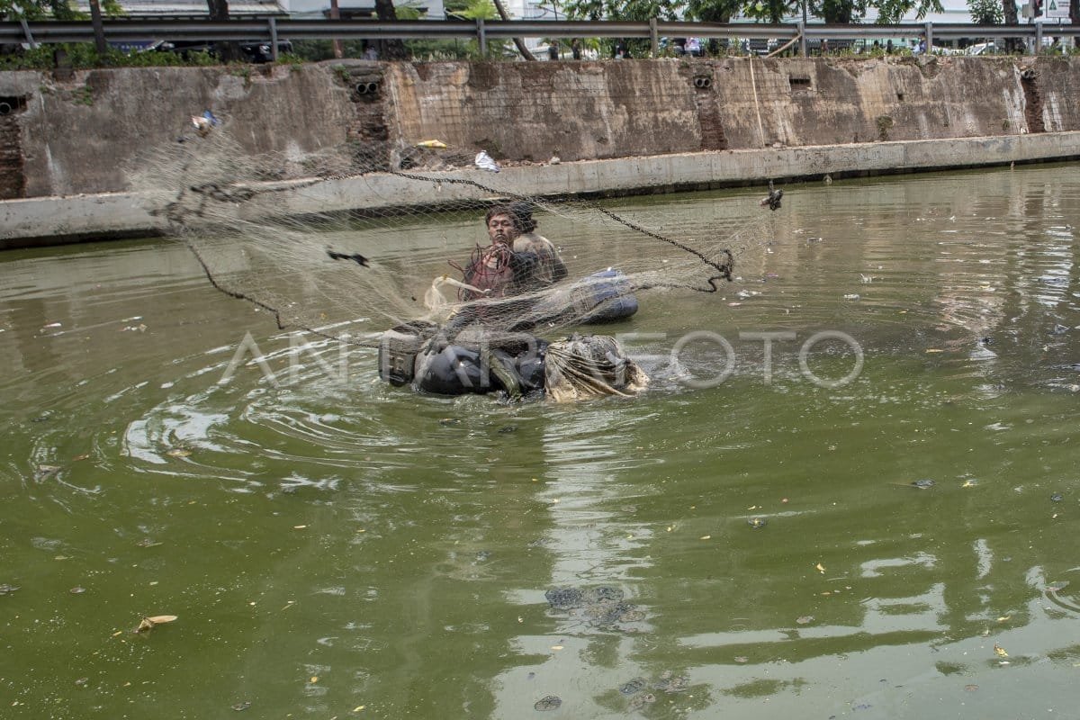 Pemkot Bogor rencanakan musnahkan ikan sapu-sapu di Sungai Ciliwung dengan cara syariah Pemkot Bogor rencanakan musnahkan ikan sapu-sapu di Sungai Ciliwung dengan cara syariah