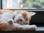 Kucing Lemas Tidak Makan? Ini Penyebab dan Cara Mengatasinya Kucing Lemas Tidak Makan? Ini Penyebab dan Cara Mengatasinya