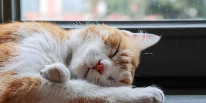Kucing Lemas Tidak Makan? Ini Penyebab dan Cara Mengatasinya Kucing Lemas Tidak Makan? Ini Penyebab dan Cara Mengatasinya