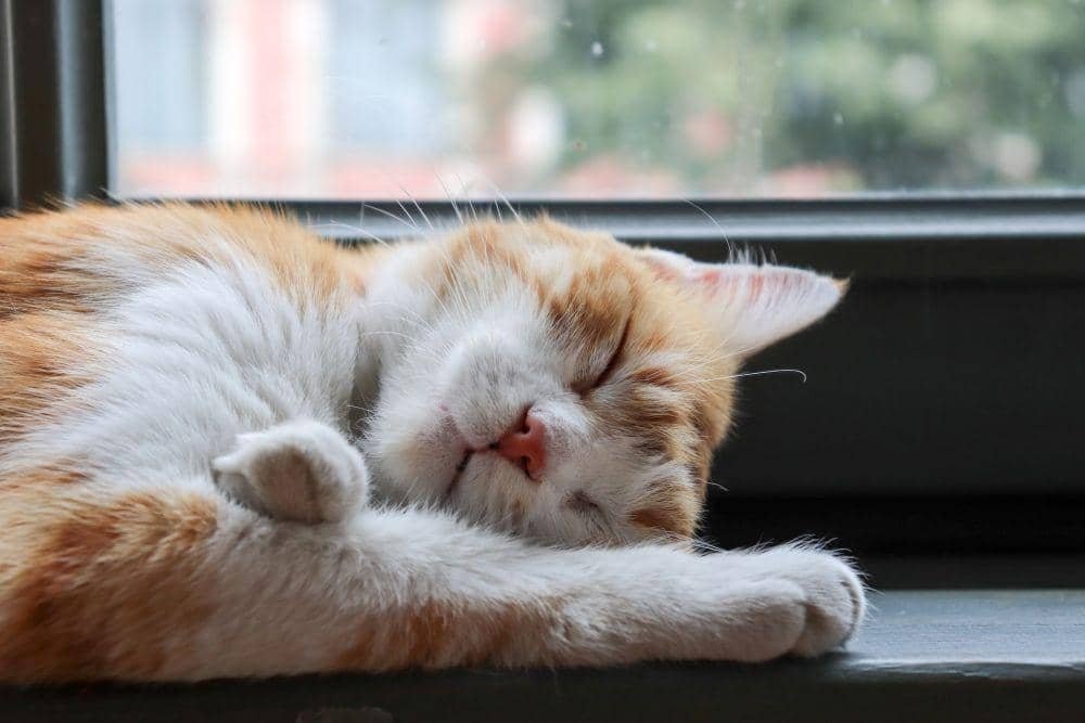 Kucing Lemas Tidak Makan? Ini Penyebab dan Cara Mengatasinya Kucing Lemas Tidak Makan? Ini Penyebab dan Cara Mengatasinya