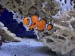 Mengapa Ikan Nemo Berubah Jenis Kelamin Saat Pasangannya Mati? Mengapa Ikan Nemo Berubah Jenis Kelamin Saat Pasangannya Mati?