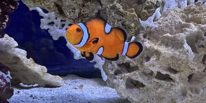 Mengapa Ikan Nemo Berubah Jenis Kelamin Saat Pasangannya Mati? Mengapa Ikan Nemo Berubah Jenis Kelamin Saat Pasangannya Mati?