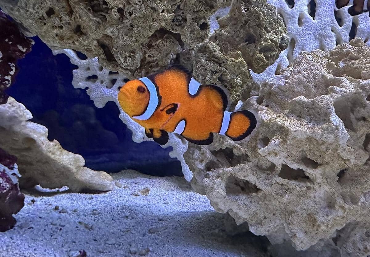 Mengapa Ikan Nemo Berubah Jenis Kelamin Saat Pasangannya Mati? Mengapa Ikan Nemo Berubah Jenis Kelamin Saat Pasangannya Mati?