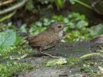 7 Fakta Menarik tentang Kerdil, Hewan Kecil Tanpa Ekor dari Hutan Indonesia 7 Fakta Menarik tentang Kerdil, Hewan Kecil Tanpa Ekor dari Hutan Indonesia