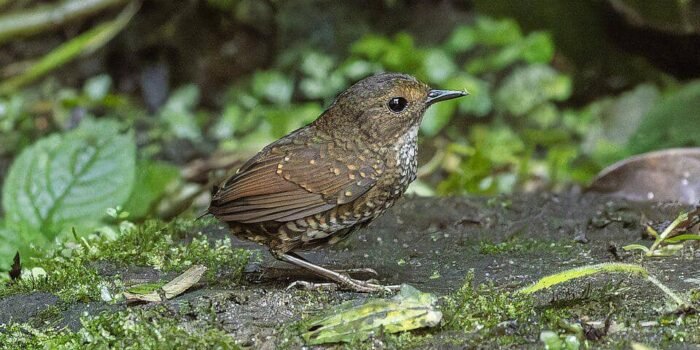7 Fakta Menarik tentang Kerdil, Hewan Kecil Tanpa Ekor dari Hutan Indonesia 7 Fakta Menarik tentang Kerdil, Hewan Kecil Tanpa Ekor dari Hutan Indonesia