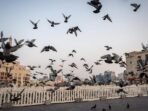 Studi: Burung Kota Lebih Suka Pria Studi: Burung Kota Lebih Suka Pria