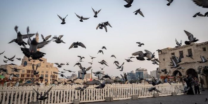 Studi: Burung Kota Lebih Suka Pria Studi: Burung Kota Lebih Suka Pria
