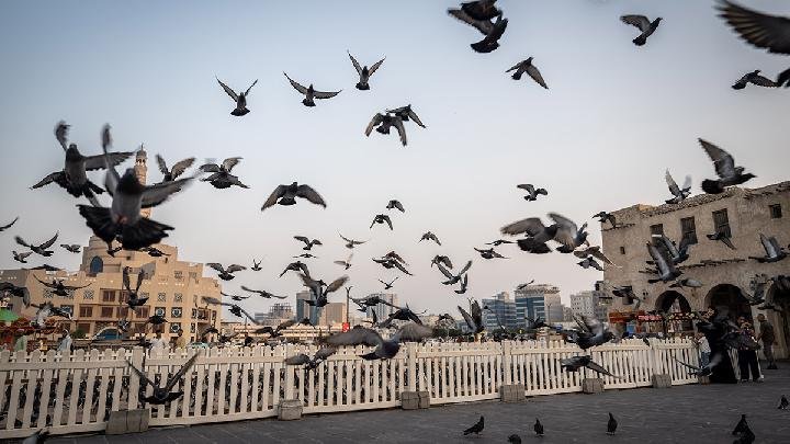 Studi: Burung Kota Lebih Suka Pria Studi: Burung Kota Lebih Suka Pria