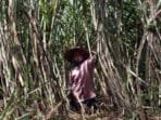 Kebun Benih Datar Cirebon Jadi Pusat Benih Tebu Unggul Nasional Kebun Benih Datar Cirebon Jadi Pusat Benih Tebu Unggul Nasional