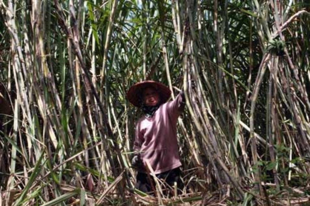 Kebun Benih Datar Cirebon Jadi Pusat Benih Tebu Unggul Nasional Kebun Benih Datar Cirebon Jadi Pusat Benih Tebu Unggul Nasional