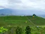 5 destinasi wisata Pangalengan yang sempurna untuk liburan akhir pekan 5 destinasi wisata Pangalengan yang sempurna untuk liburan akhir pekan