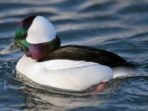 5 Fakta Menarik Bufflehead, Burung Musim Dingin Amerika Utara 5 Fakta Menarik Bufflehead, Burung Musim Dingin Amerika Utara