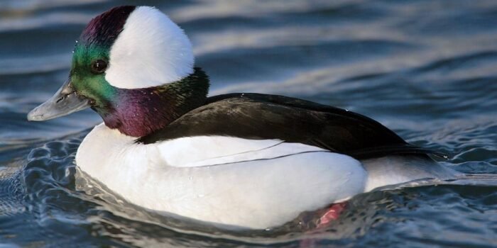 5 Fakta Menarik Bufflehead, Burung Musim Dingin Amerika Utara 5 Fakta Menarik Bufflehead, Burung Musim Dingin Amerika Utara