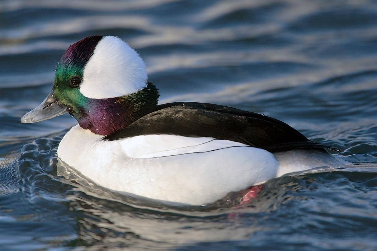 5 Fakta Menarik Bufflehead, Burung Musim Dingin Amerika Utara 5 Fakta Menarik Bufflehead, Burung Musim Dingin Amerika Utara