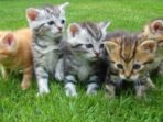 Berapa Lama Kucing Melahirkan? Ini Durasi Tiap Tahapnya Berapa Lama Kucing Melahirkan? Ini Durasi Tiap Tahapnya