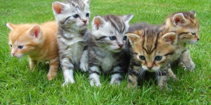 Berapa Lama Kucing Melahirkan? Ini Durasi Tiap Tahapnya Berapa Lama Kucing Melahirkan? Ini Durasi Tiap Tahapnya