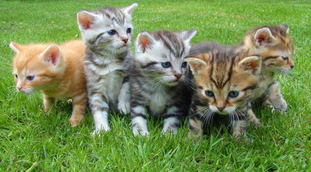 Berapa Lama Kucing Melahirkan? Ini Durasi Tiap Tahapnya Berapa Lama Kucing Melahirkan? Ini Durasi Tiap Tahapnya