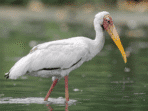 5 Fakta Menarik Milky Stork, Burung Putih Langka di Lahan Basah 5 Fakta Menarik Milky Stork, Burung Putih Langka di Lahan Basah